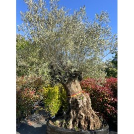 Olea europaea - Olivier n°233