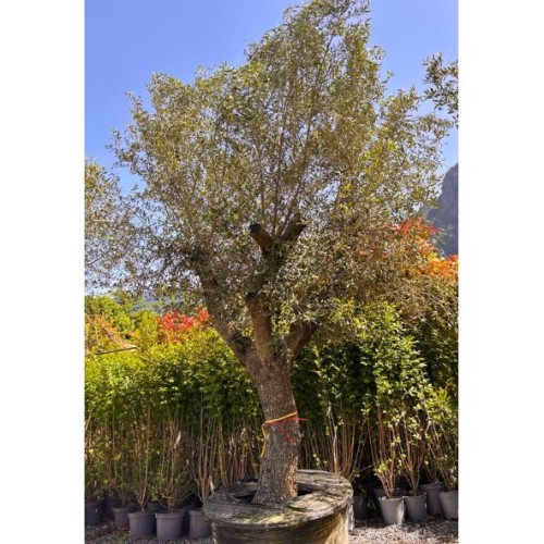 Olea europaea - Olivier n°203