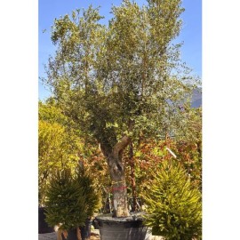 Olea europaea - Olivier n°204