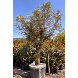 Olea europaea - Olivier n°206