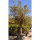 Olea europaea - Olivier n°207