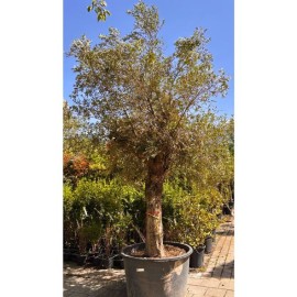 Olea europaea - Olivier n°207