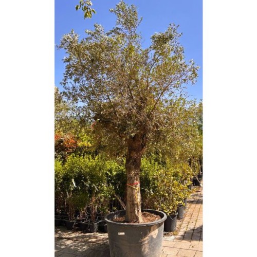Olea europaea - Olivier n°207
