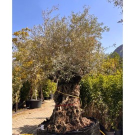 Olea europaea - Olivier n°235