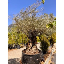 Olea europaea - Olivier n°238