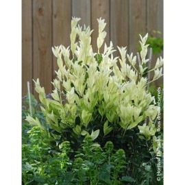 EUONYMUS japonicus EXTRAVAGANZA - Fusain du Japon EXTRAVAGANZA