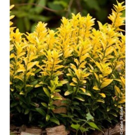 EUONYMUS japonicus 'Happiness' - Fusain du Japon Happiness