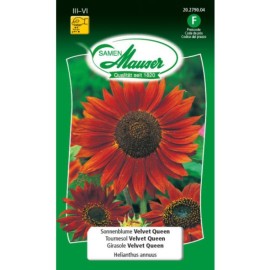 Tournesols Velvet Queen