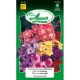 Phlox de Drummond