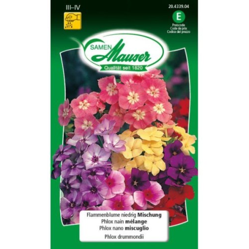Phlox de Drummond