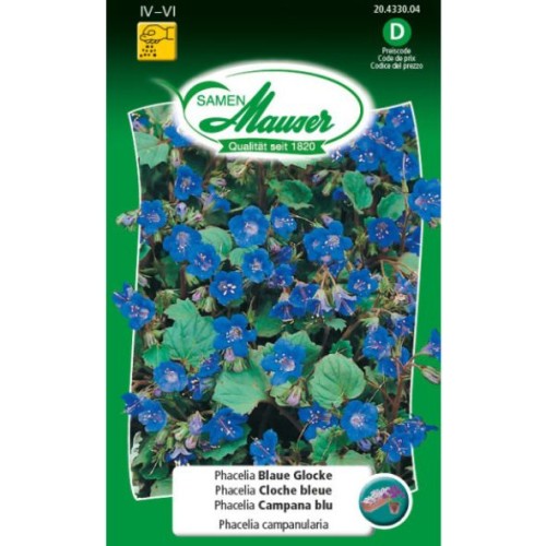 Phacelia Cloche bleu
