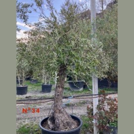 Olea europaea - Olivier N°34