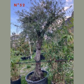 Olea Europaea (olivier) No 52