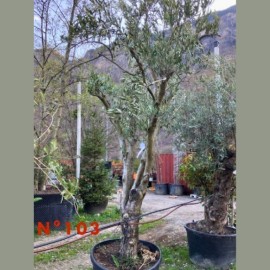 Olea europaea - Olivier N°103