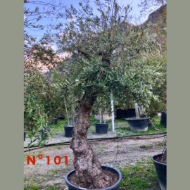 Olea europaea - Olivier N°101