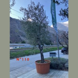 Olea europaea - Olivier N° 110