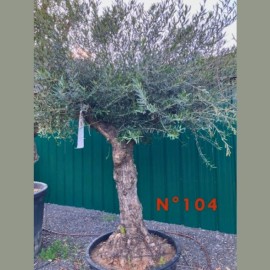 Olea europaea - Olivier N° 104