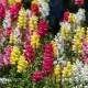 Antirrhinum majus – Muflier à grandes fleurs