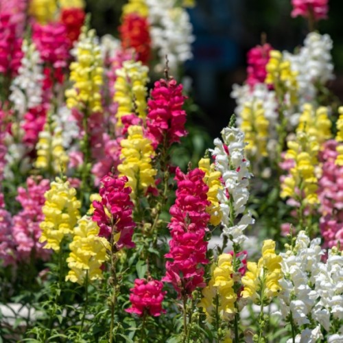 Antirrhinum majus – Muflier à grandes fleurs