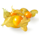 Physalis edulis 'Andegold'