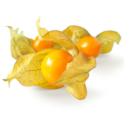 Physalis edulis 'Andegold'