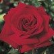 Rosa "Ingrid Bergman"