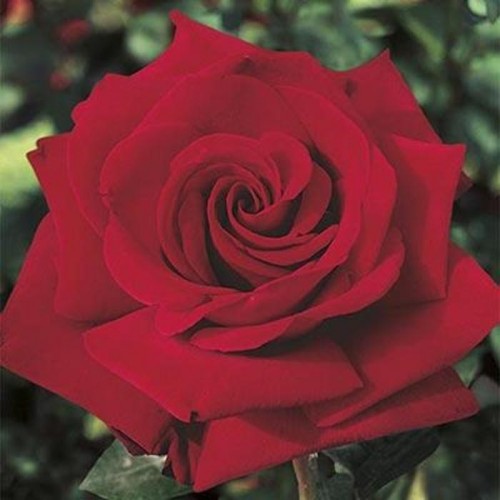 Rosa "Ingrid Bergman"