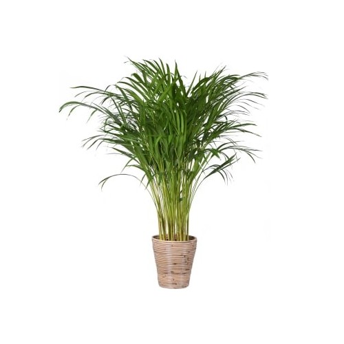 Dypsis lutescens 'Areca'