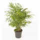 Chamaedorea elegans