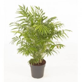 Chamaedorea elegans