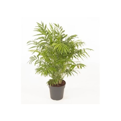 Chamaedorea elegans