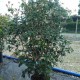 Osmanthus aquifolium