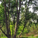 Acer buergerianum - Erable Trident