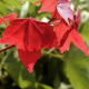 Acer buergerianum - Erable Trident