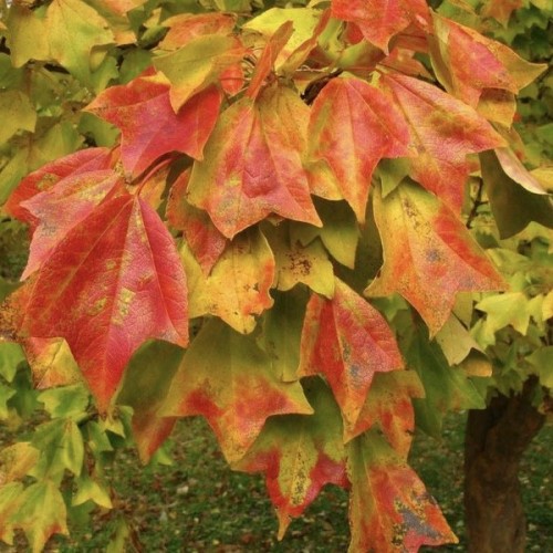 Acer buergerianum - Erable Trident