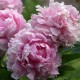 Paeonia lactifolia pivoine