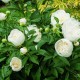 Paeonia lactifolia 