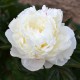 Paeonia lactifolia 