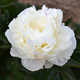 Paeonia lactifolia 