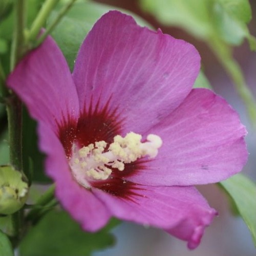 Hibiscus syriacus Russian violet