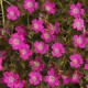 Géranium hybrid Orkney Cherry