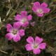 Géranium hybrid Orkney Cherry