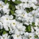 Exochorda racemosa Magical Springtime