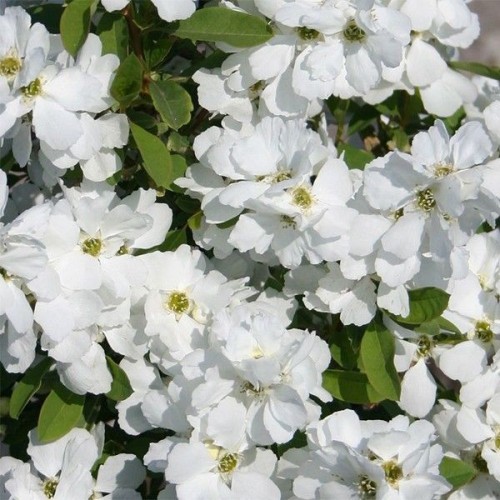 Exochorda racemosa Magical Springtime