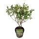 Exochorda racemosa Magical Springtime