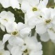 Exochorda racemosa Magical Springtime