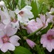 Lavatera Hybride Barnsley