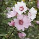 Lavatera Hybride Barnsley