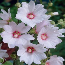Lavatera Hybride Barnsley