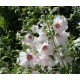 Lavatera Hybride Blushing Bride